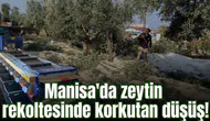 Manisa'da zeytin rekoltesinde korkutan düşüş!