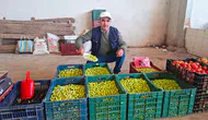 Manisa'nın zeytini o ilde yok satıyor