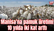 Manisa’na pamuk üretimi 10 yılda iki kat arttı
