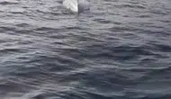 Bu insansız deniz araçları nereden geliyor?