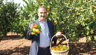 Mandalina ihracatından bakın ne kadar döviz bekleniyor