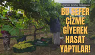 BU SEFER ÇİZME GİYEREK HASAT YAPTILAR!
