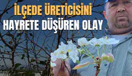 İlçede üreticisini hayrete düşüren olay