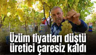Üzüm fiyatları düştü üretici çaresiz kaldı