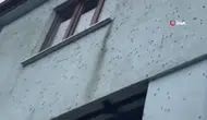 Kahverengi kokarca böceği kabusları oldu