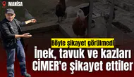 İnek, tavuk ve kazları CİMER'e şikayet ettiler