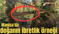 Manisa'da doğanın ibretlik örneği
