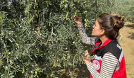 Zeytin sineğine karşı acil uyarı