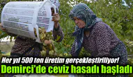Her yıl 500 ton üretim gerçekleştiriliyor! Demirci'de ceviz hasadı başladı