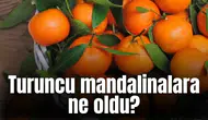 Turuncu mandalinalara ne oldu?