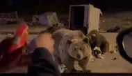 Ayı saldırısı yürekleri ağza getirdi