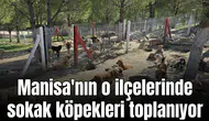 Manisa'nın o ilçelerinde sokak köpekleri toplanıyor