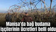 Manisa'da bağ budama işçilerinin ücretleri belli oldu