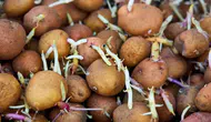Patatesin Filizlenmemesi İçin Ne Yapılır? Elma Yöntemiyle Aylarca Taze Kalıyor!