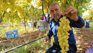 Manisa'da yaş üzüm fiyatları üreticiyi zora sokuyor