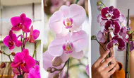 Orkideyi ayda bir kez basit karışımla beslerseniz yeniden canlanacak