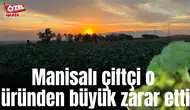 Manisalı çiftçi o üründen büyük zarar etti