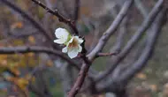 İnatçı erik zemheri soğuğunda çiçek açtı