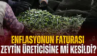 Enflasyonun faturası zeytin üreticisine mi kesildi?