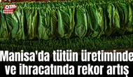 Manisa'da tütün üretiminde ve ihracatında rekor artış