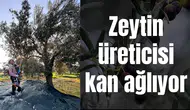 Zeytin üreticisi kan ağlıyor