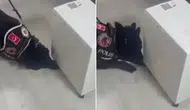 Eve giren polis köpeği soluğu o kutunun yanında aldı