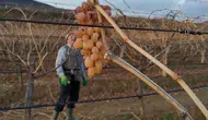 Çiftçiler bir yandan budak yapıyor bir yandan üzüm yiyor