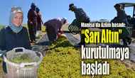 Manisa’da sarı altın hasadı başladı: İlk üzümler sergiye bırakıldı