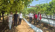 SOFRALIK ÜZÜM İÇİN 2025 YILI HASAT VE İHRAÇ TARİHLERİ BELİRLENDİ