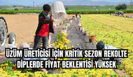 ÜZÜM ÜRETİCİSİ İÇİN KRİTİK SEZON REKOLTE DİPLERDE FİYAT BEKLENTİSİ YÜKSEK
