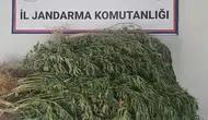 Jandarma 145 kök kenevir ele geçirdi