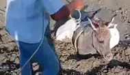 Çamura saplanan eşek kurtarıldı