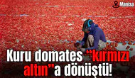 Kuru domates “kırmızı altın”a dönüştü!