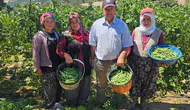 Manisalı çiftçi şifayı toprakta buldu!