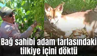 Bağ sahibi adam tarlasındaki tilkiye içini döktü