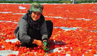 Manisa'nın domatesi dünyanın birçok ülkesinde sofralarda yer alıyor