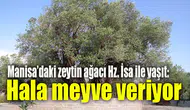 İlçedeki zeytin ağacı Hz. İsa ile yaşıt: Hala meyve veriyor