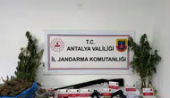 Jandarmadan uyuşturucu operasyonu