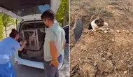 Sadık köpeği ünlü sanatçı sahiplendi! Verdiği Kürtçe isim dikkat çekiyor