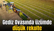 Manisa'da üzüm hasadında rekoltede büyük kayıp