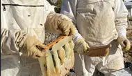 1900 rakımlı yaylada bal hasadı