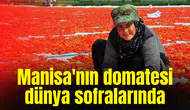 Manisa'nın domatesi dünya sofralarında