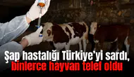 Şap hastalığı Türkiye’yi sardı, binlerce hayvan telef oldu