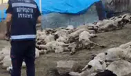 Kurt saldırısı: 111 koyun telef oldu