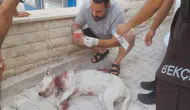 Köpeği öldüren o cani tutuklandı