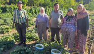 Yaşlı köylüler üretiyor, dünyaya ihraç ediliyor