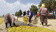 Gönüllü gençler üzüm kesti, üretimi yerinde öğrendi