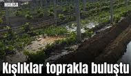 Manisa'da kışlıklar toprakla buluştu