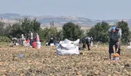 Patates tarlasındaki ürünleri ücretsiz dağıttı: Sebebi can sıkıcı