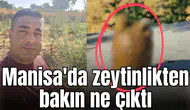 Manisa'da zeytinlikten bakın ne çıktı